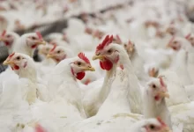 Tavuklarda Solunum Yolu Hastalıkları