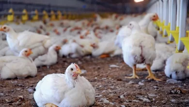 Newcastle Hastalığı